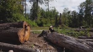 Best Storm Damage Tree Cleanup  in Fort Stewart, GA