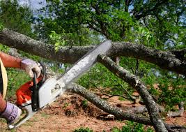 Best Tree Risk Assessment  in Fort Stewart, GA