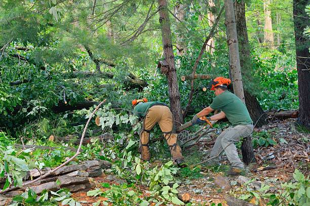 Best Lawn Watering Services  in Fort Stewart, GA